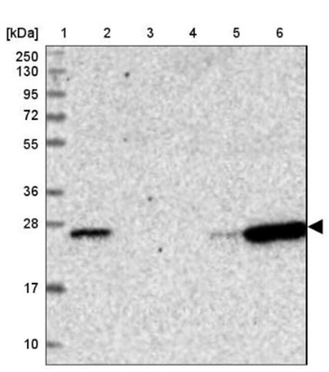 CD3 EPSILON - 0.1 ML