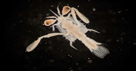 Crab Larvae - Unique & Mysterious Development - Learn About Nature