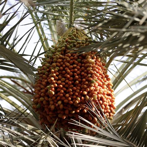 18th Liwa Date Festival to be held