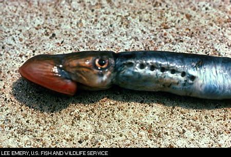 Invasive Species: Sea Lamprey