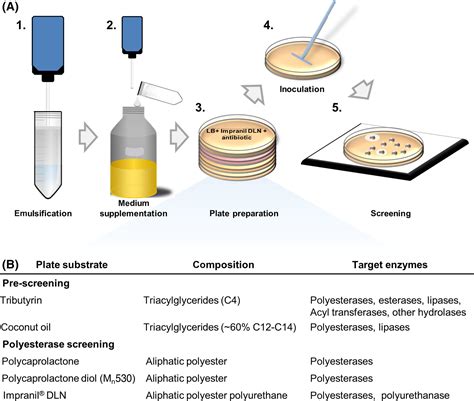 Agar plate‐based screening methods for the identification of polyester hydrolysis by Pseudomonas ...