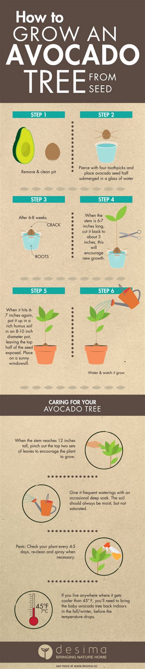 How to Grow an Avocado Tree from Seed [Infographic] | Greener Ideal