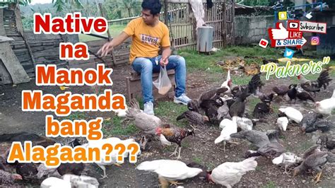 Pag- aalaga ng "Native na Manok" l Ano naibibigay nitong produkto? - YouTube