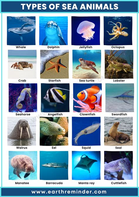 22 Different Types of Sea Animals | Earth Reminder