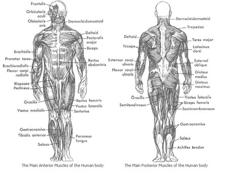 Muscular System - Samantha Trujillo