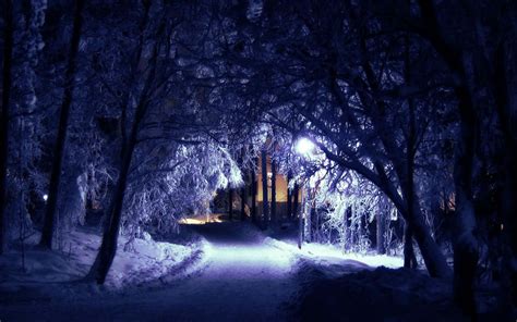 Download Secluded Winter Night in a Forest Wallpaper | Wallpapers.com