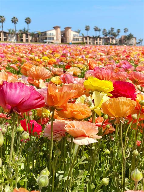 Carlsbad Flower Fields 2021: Everything you Need to Know (HUGE Guide)