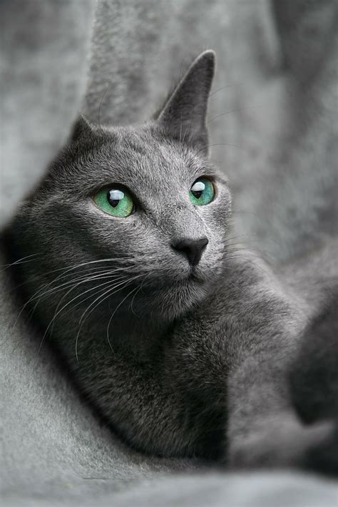 Russian Blue Cat Wallpaper