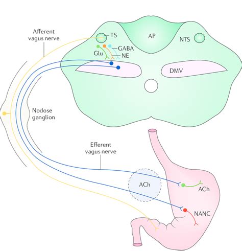 | The brainstem neurocircuit comprising vagovagal reflexes. Vagal... | Download Scientific Diagram