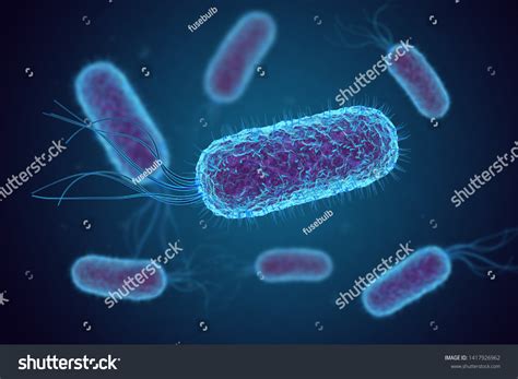 Gram Negative Rods E Coli