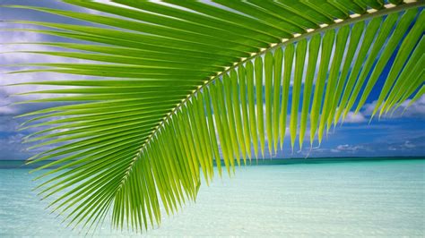 landscape, Palm Trees, Beach Wallpapers HD / Desktop and Mobile Backgrounds