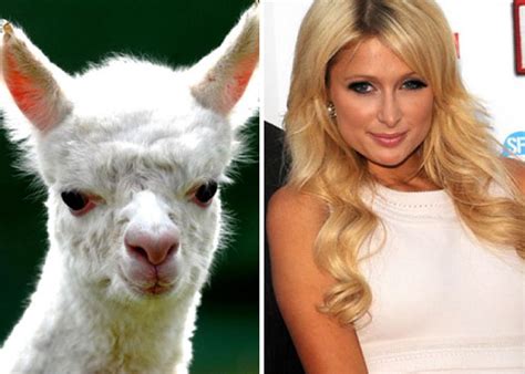 77 Celebrity Doppelganger Animals | Bored Panda