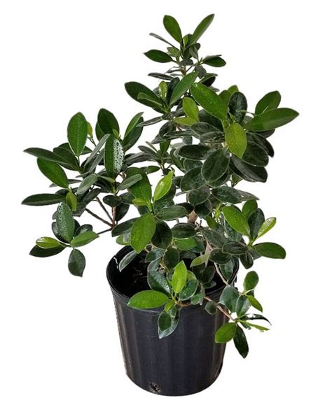 Ficus microcarpa 'Green Island', Ficus 'Green Island' | PlantVine