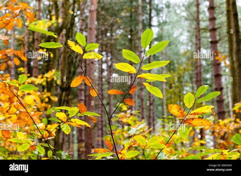 Autumn colours in the woods Stock Photo - Alamy