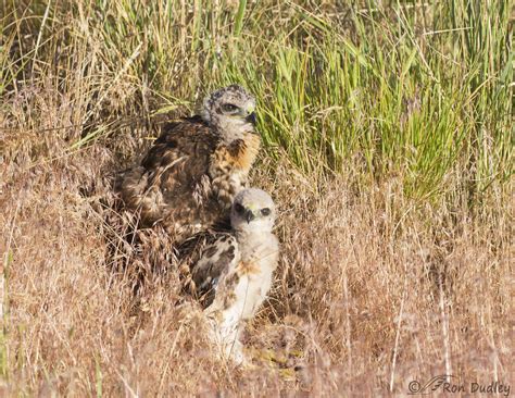 This Is What Can Happen When A Red-tailed Hawk Nest Is Blown Down – Feathered Photography