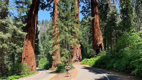 The Giant Forest At Sequoia National Park - Inspired Imperfection