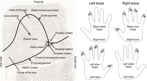 Ulnar Loop Fingerprint Definition