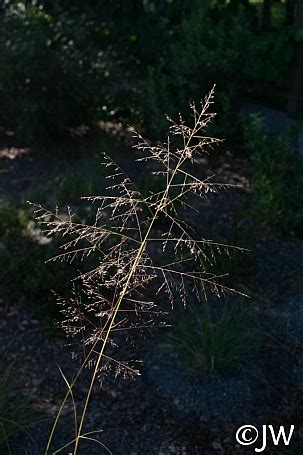 Sporobolus airoides | California Flora Nursery