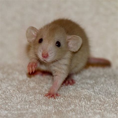 Adorable dwarf rat | Cute rats, Pet rats, Rats