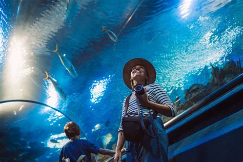 Plan Your Visit to S.E.A Aquarium: How to Reach and Timings