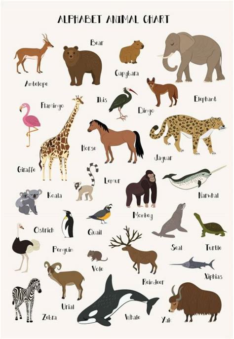 alphabet animal chart Paper Print - Educational posters in India - Buy art, film, design, movie ...