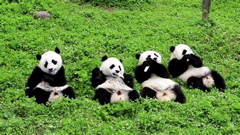 Are All Pandas On Loan From China