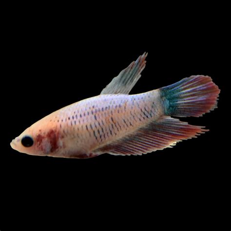 Female Veiltail Betta Fish | Siamese Fighting Fish - Extra Large | Petco