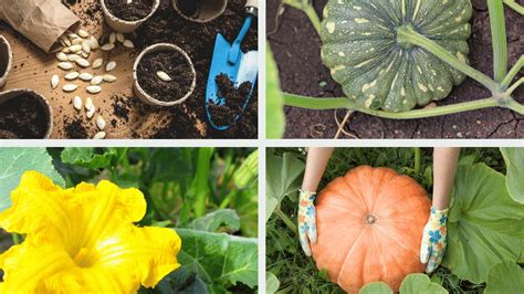 Pumpkin Growing Stages | Life Cycle Guide | Seed >>> Harvest