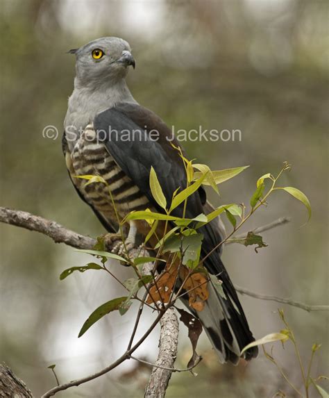 Best Photos of Australian Birds of Prey, Images of Raptors in Australia