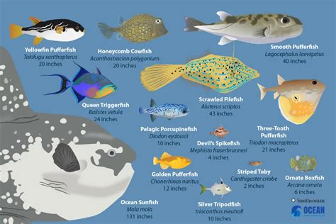 Pufferfishes and Their Relatives | Smithsonian Ocean