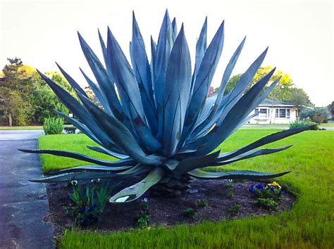 Blue American Agave Plants For Sale | The Tree Center