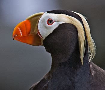 Tufted Puffin Facts - NatureMapping