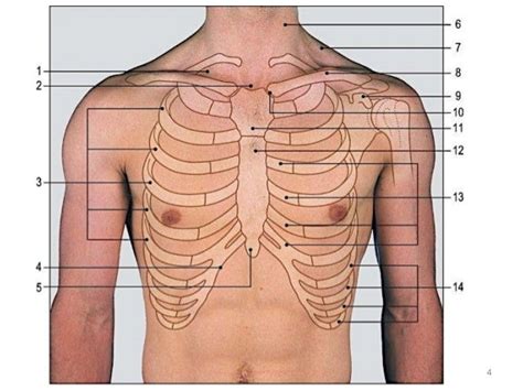 rib cage anatomy