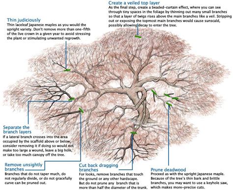 Tips for Pruning Your Japanese Laceleaf Maple Tree | SHADETREE PRUNING ...