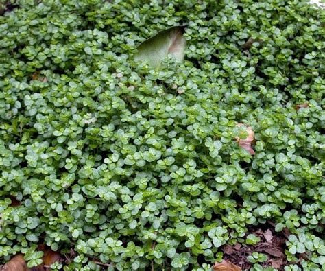 Walkable ground cover plants: 11 path and lawn options | Homes & Gardens