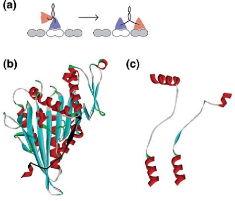 Kinesin neck linker structure and mechanism. (a) Schematic of kinesin... | Download Scientific ...