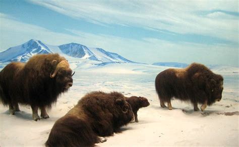 Musk Ox @ NHM | The musk ox diorama at the Natural History M… | Flickr