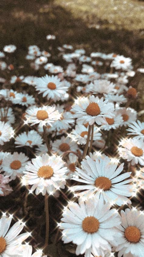 daisies | Daisy wallpaper, Cute flower wallpapers, Flower aesthetic