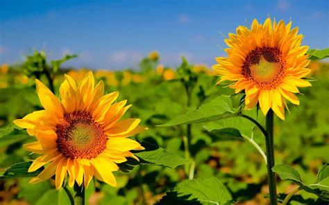 SUNFLOWERS......BING IMAGES.... | Sunflower wallpaper, Blooming sunflower, Flower images