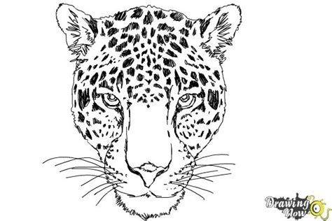 How to Draw a Cheetah Face - DrawingNow