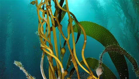 What Plants Live in the Oceanic Zone? | Sciencing