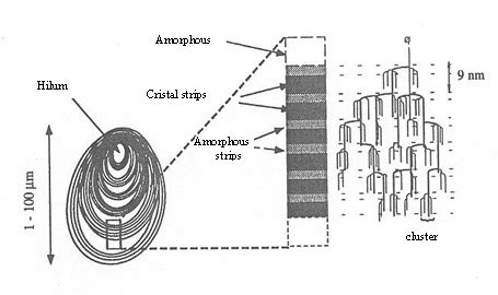 Gelatinization Of Starch