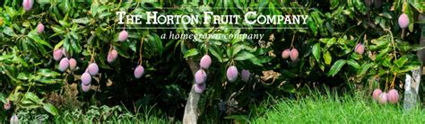 Round (Tommy Atkins) Mangoes – The Horton Fruit Company