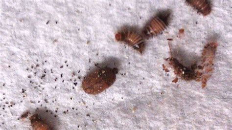 8 Photos What Does A Carpet Beetle Infestation Look Like And View ...