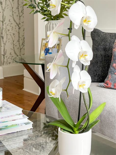 How to Care for Indoor Orchids - Duke Manor Farm by Laura Janning