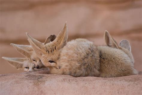 Fennec Fox Facts, Pictures & Information: African Desert Fox