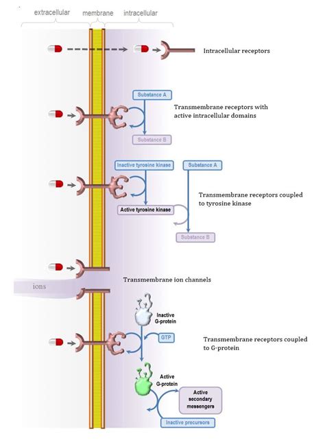 Mechanisms of drug-receptor interaction | Deranged Physiology