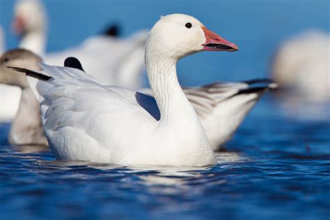 Snow goose, Anser caerulescens - info, details, facts & images