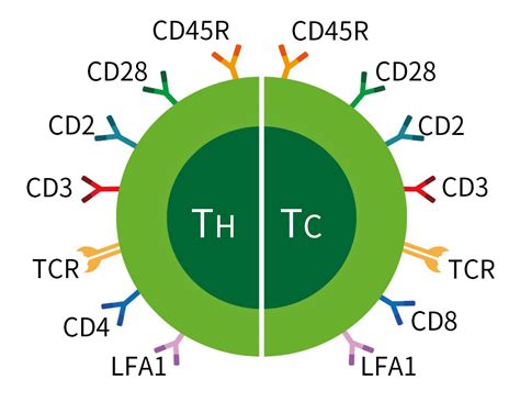 Cd Antigens Expression In T Cells | Free Hot Nude Porn Pic Gallery