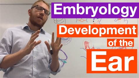 Development of the Ear | Embryology - YouTube